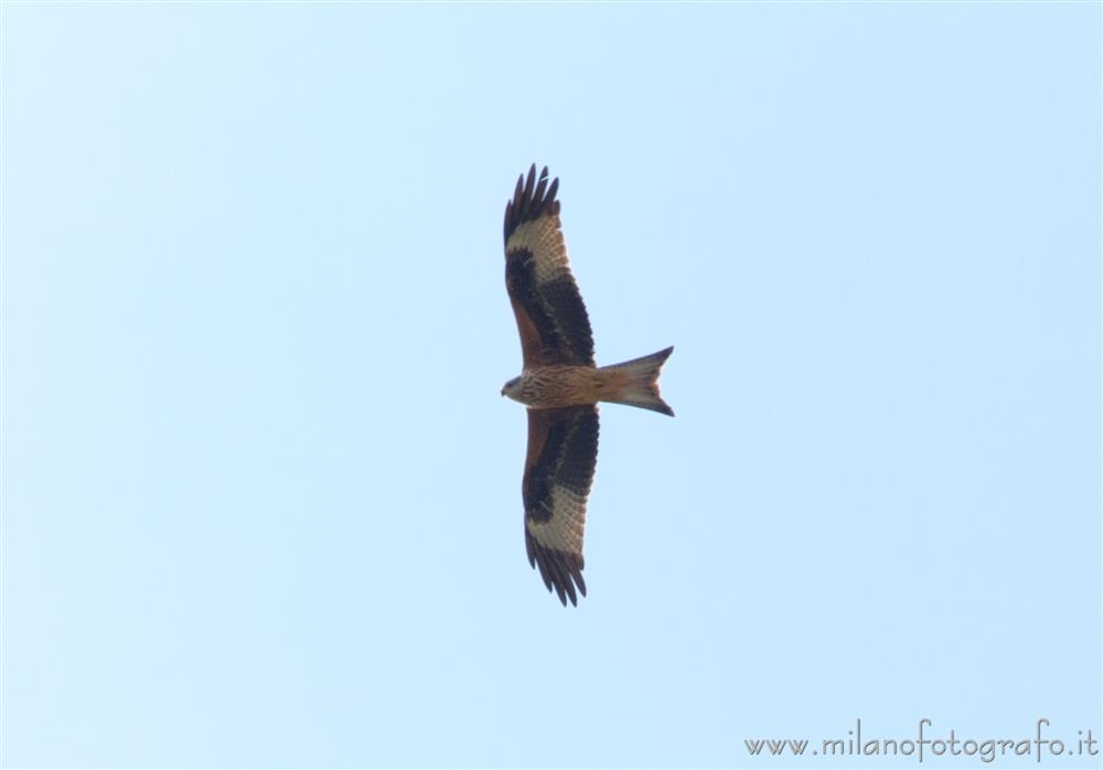 Briona (Novara, Italy) - Red kite in flight